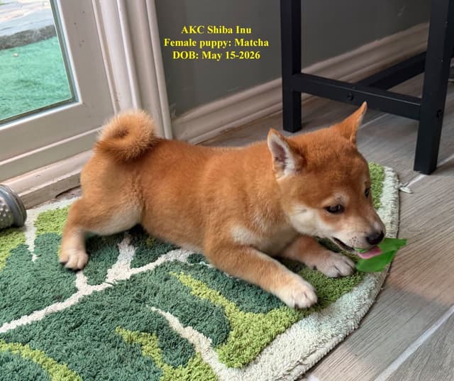 Shiba Inu Puppies media 5