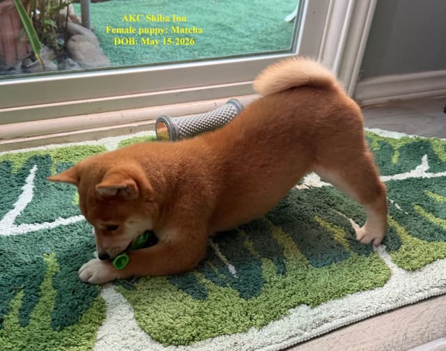 Shiba Inu Puppies media 6