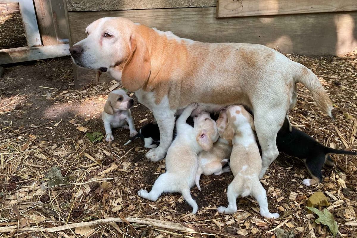Siberian Husky Puppies breeder image 3