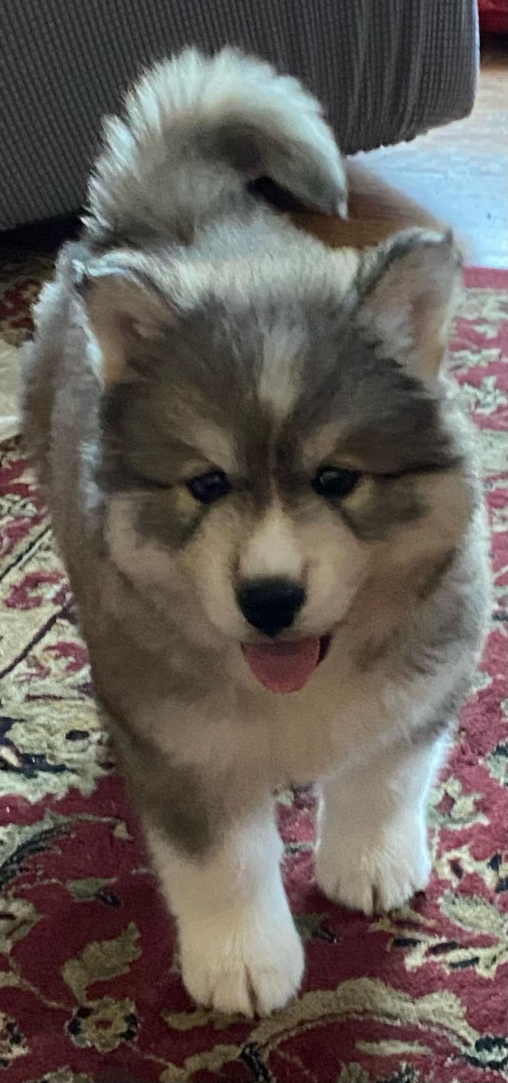 Siberian Husky Puppies breeder image 6