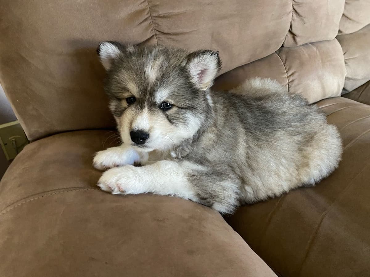 Siberian Husky Puppies breeder image 7