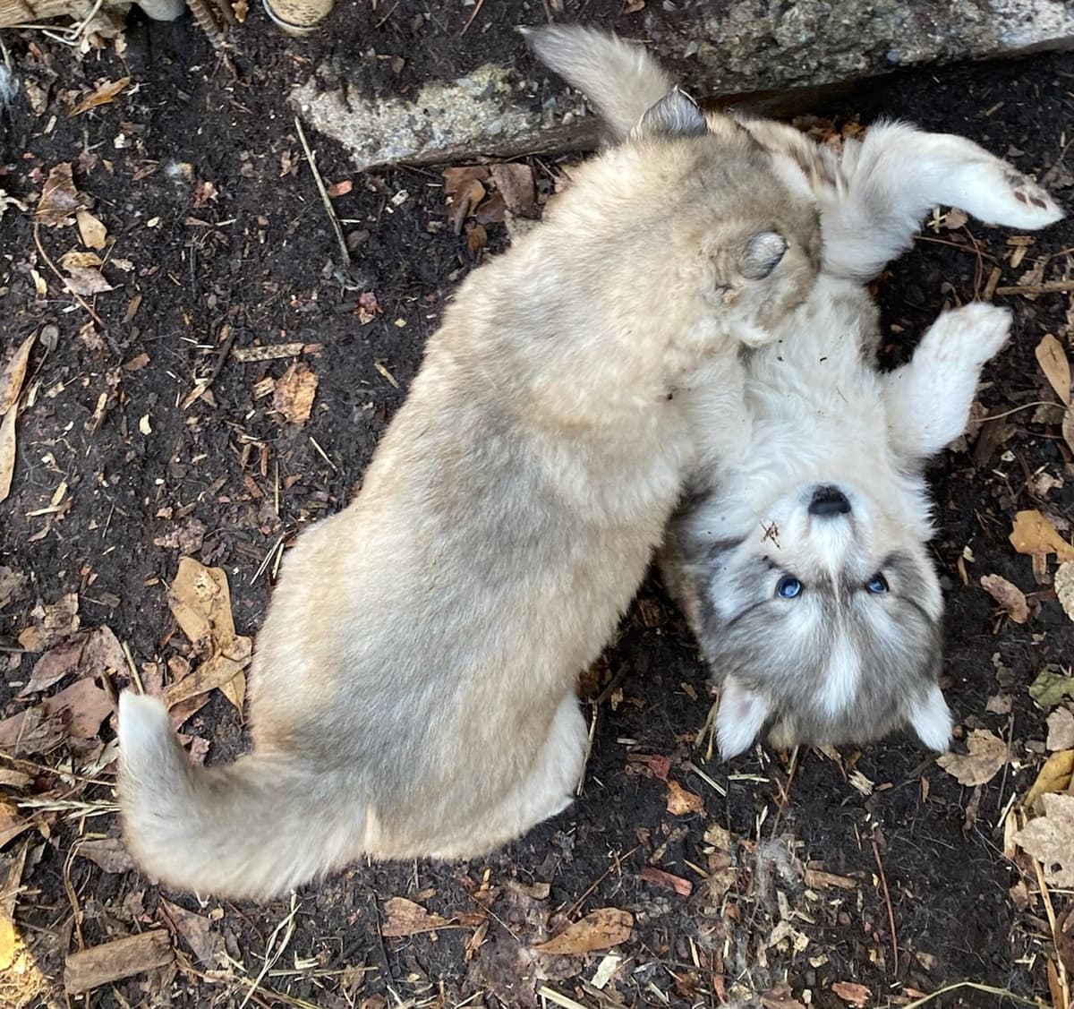 Siberian Husky Puppies breeder image 8