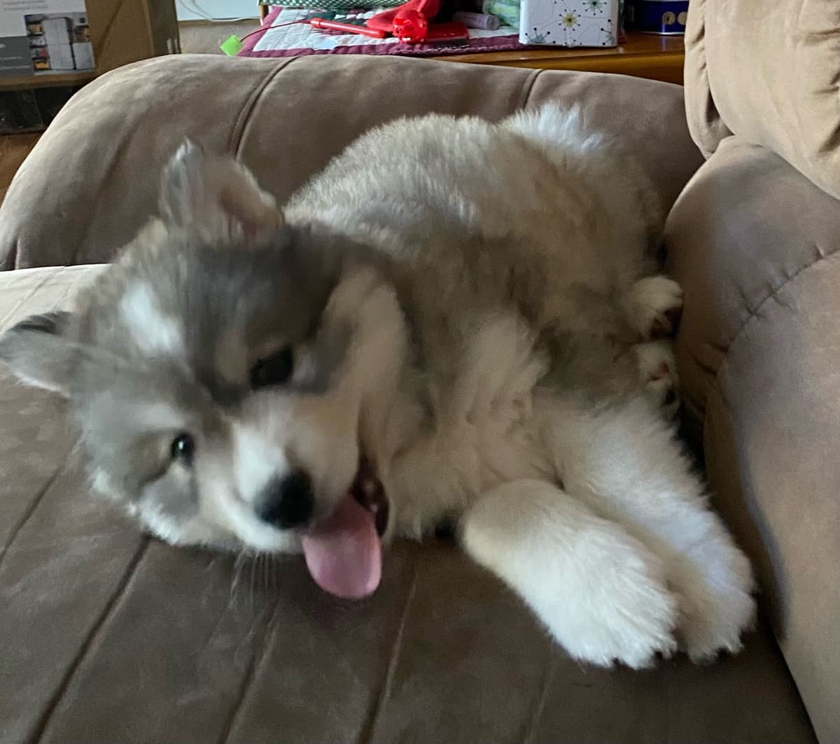 Siberian Husky Puppies breeder image 9
