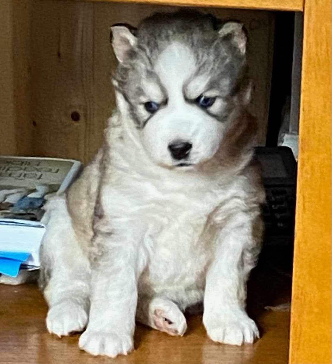 Siberian Husky Puppies breeder image 12