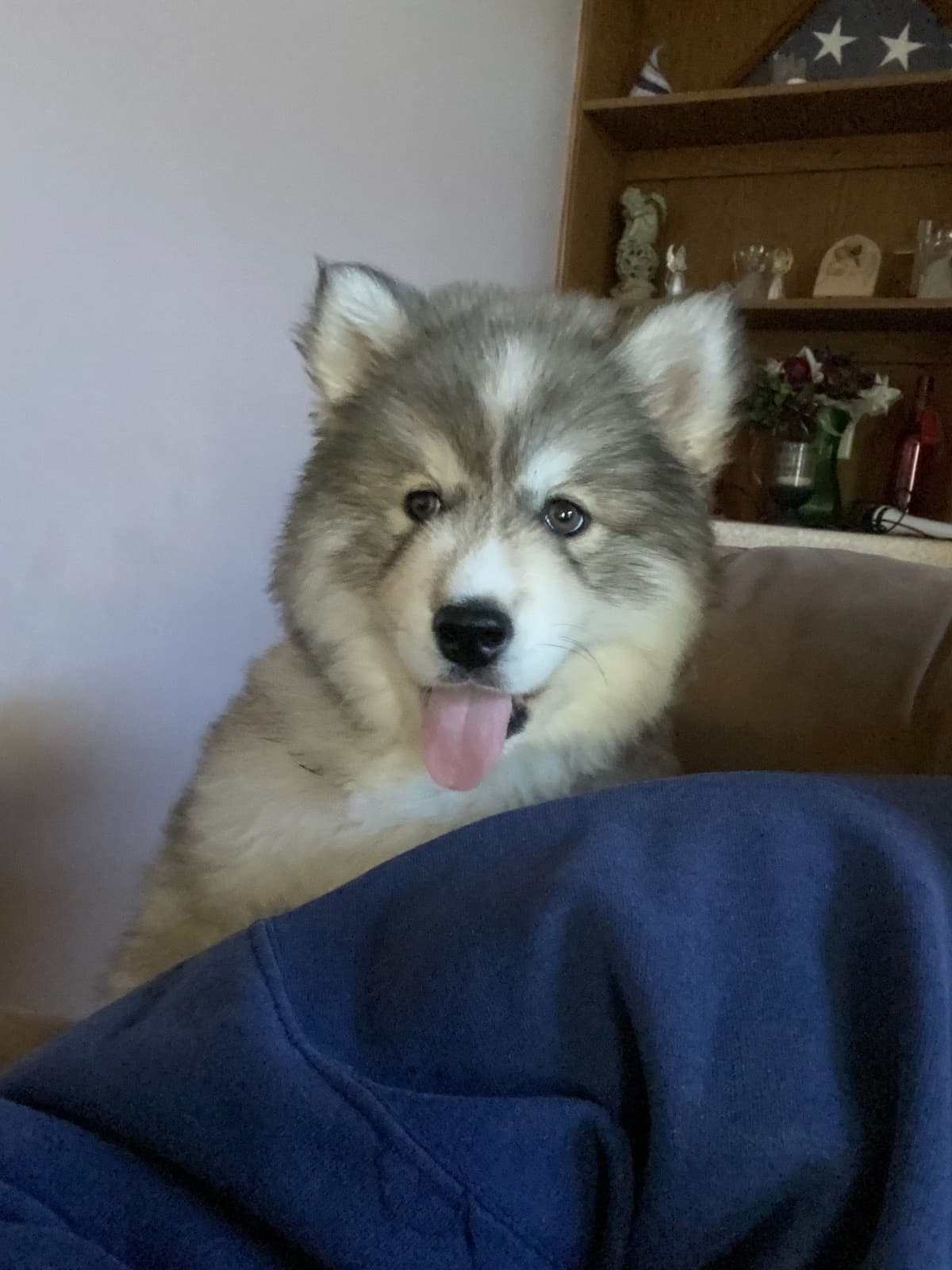 Siberian Husky Puppies breeder image 10