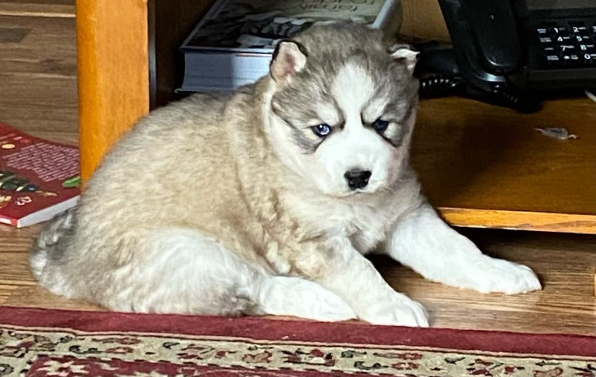 Siberian Husky Puppies breeder image 11
