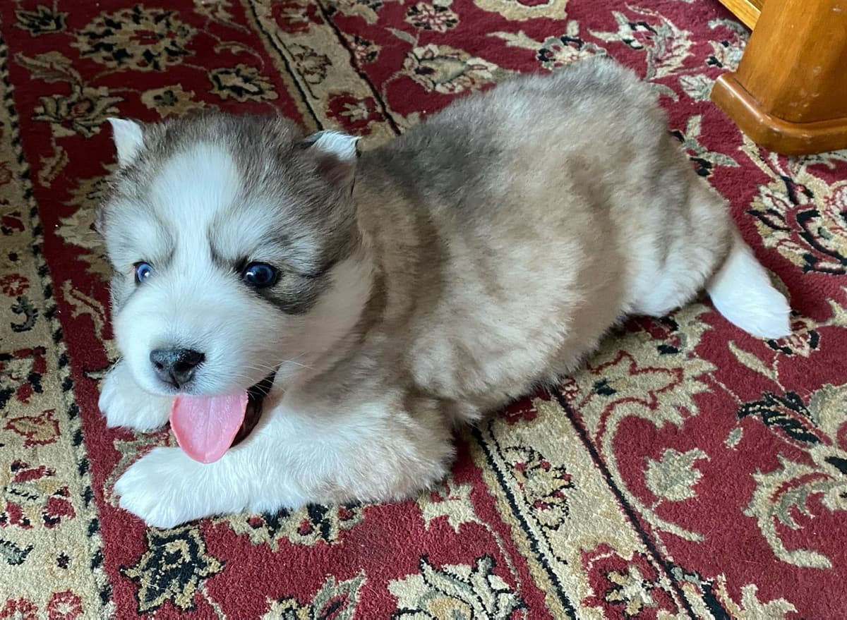 Siberian Husky Puppies breeder image 13
