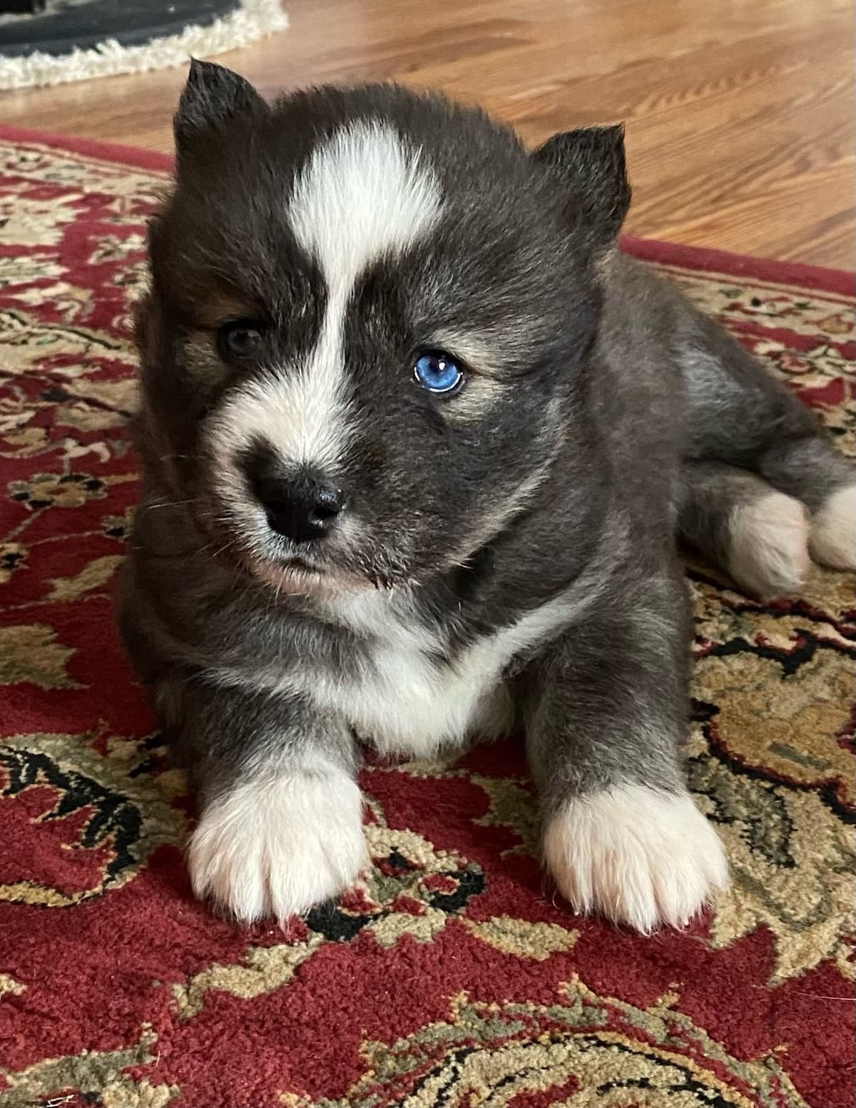 Siberian Husky Puppies breeder image 14