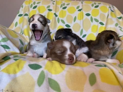 Siberian Husky Puppies breeder image 15