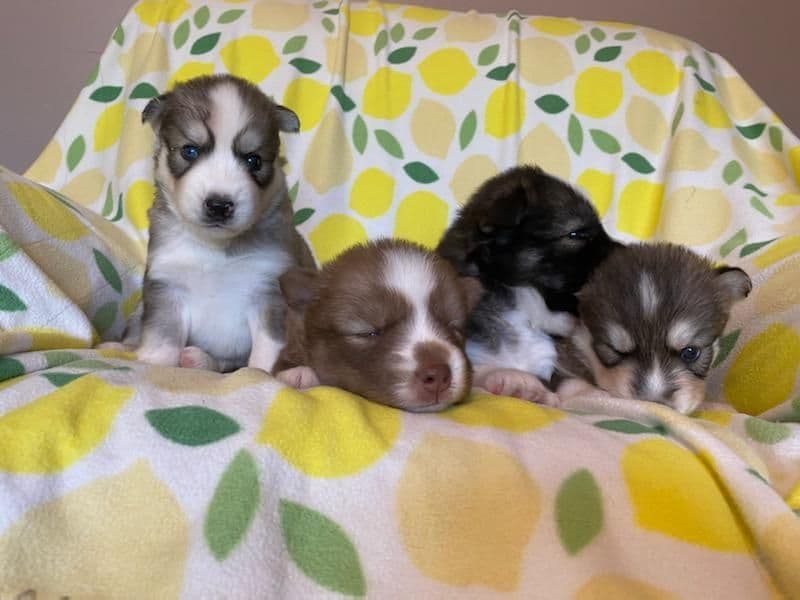 Siberian Husky Puppies breeder image 16