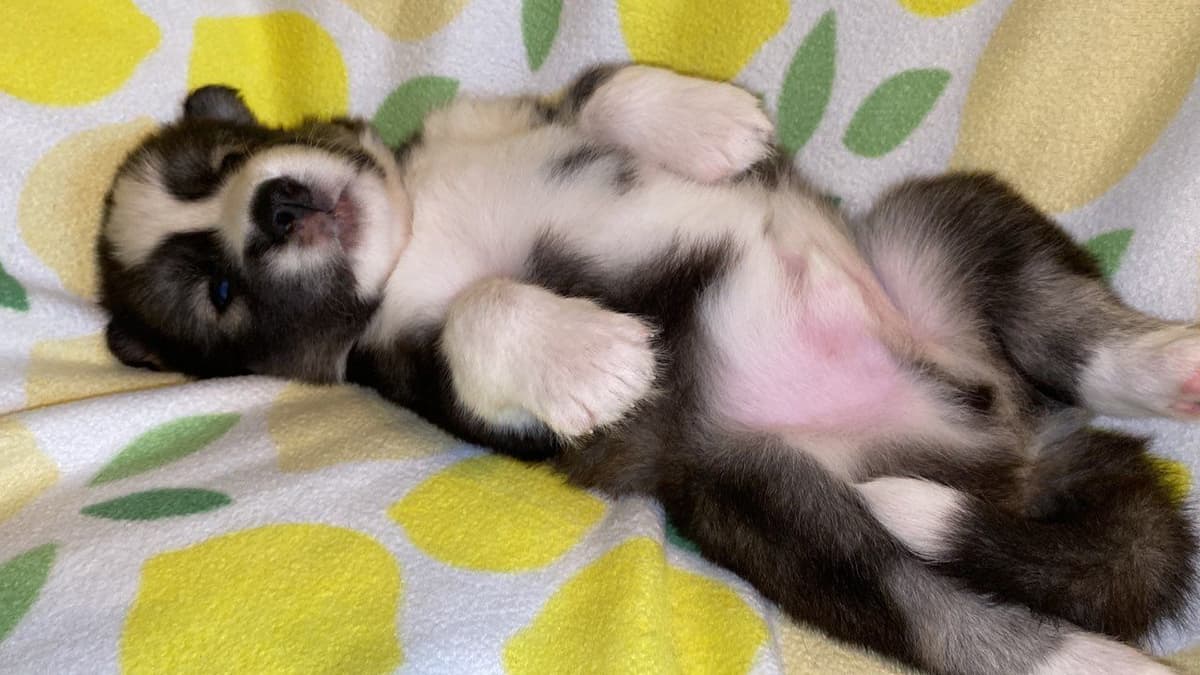 Siberian Husky Puppies breeder image 17