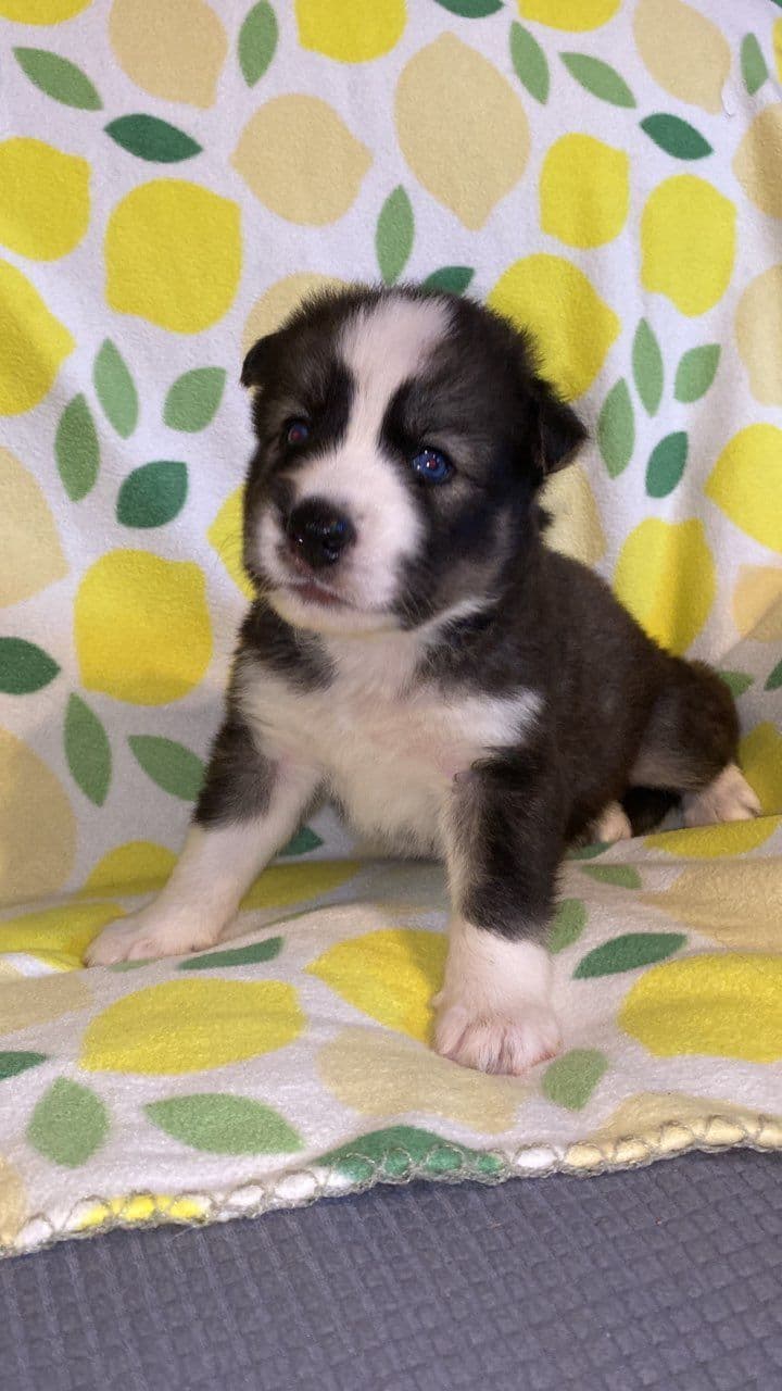 Siberian Husky Puppies breeder image 20
