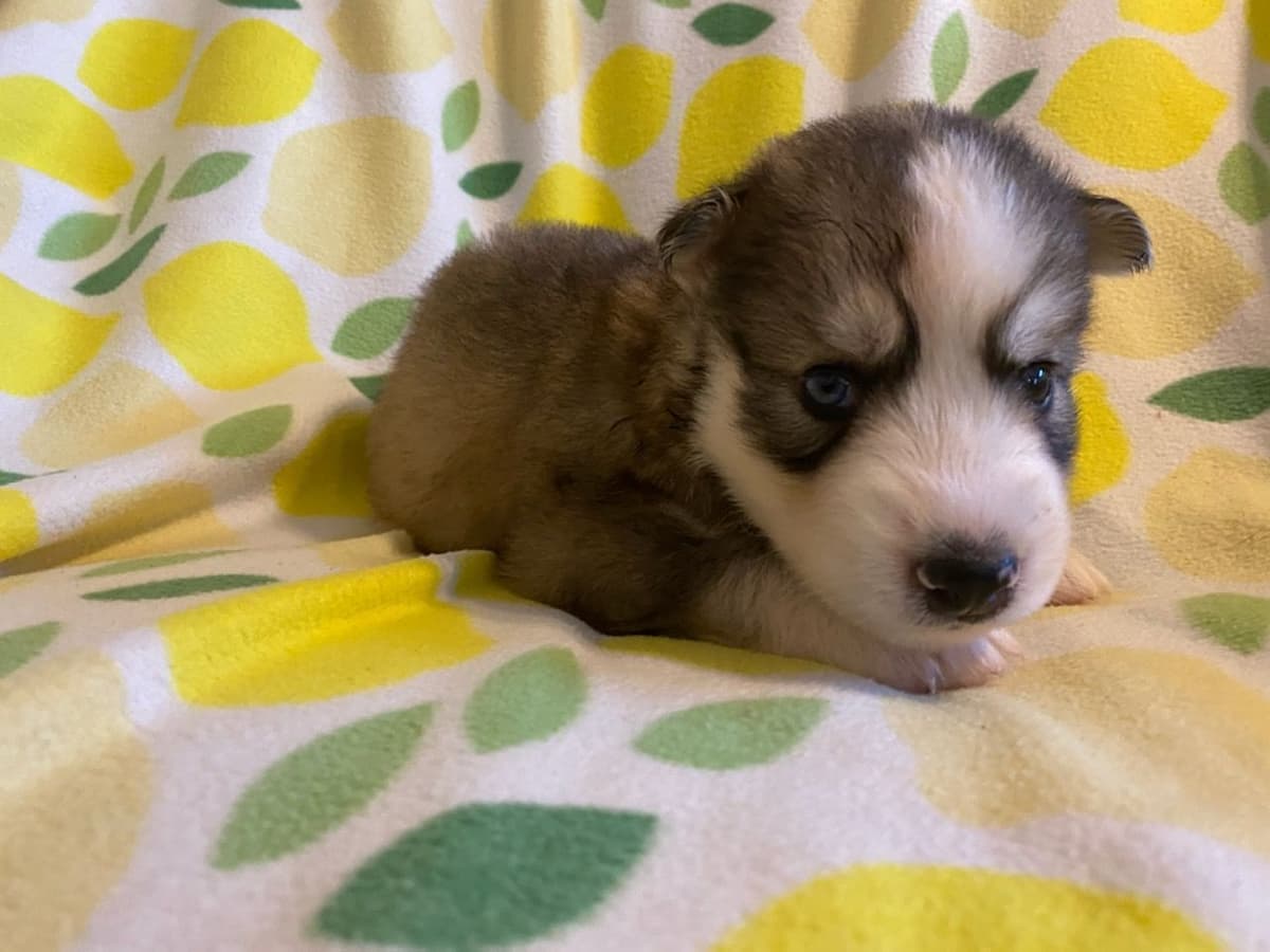 Siberian Husky Puppies breeder image 18