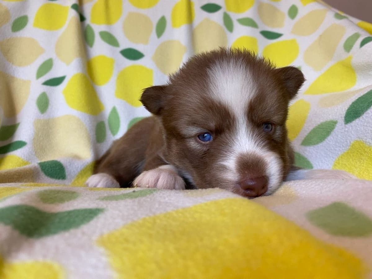 Siberian Husky Puppies breeder image 19