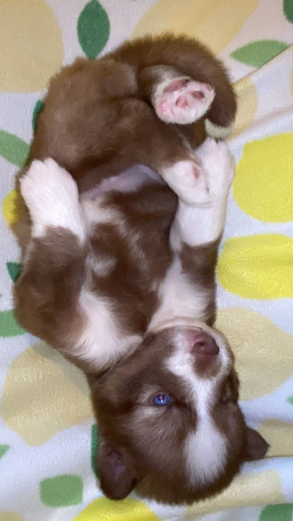 Siberian Husky Puppies breeder image 21