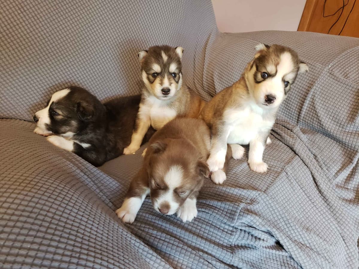 Siberian Husky Puppies breeder image 22