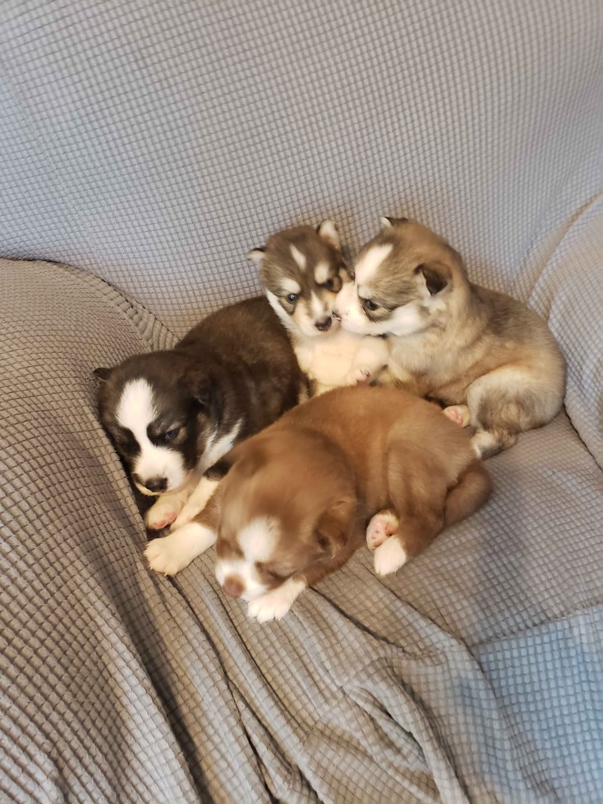 Siberian Husky Puppies breeder image 23