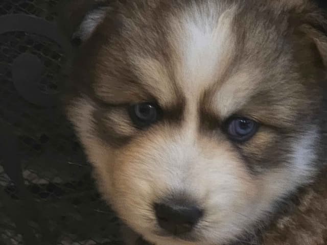 Wollie coat Siberian Husky Puppies media 2