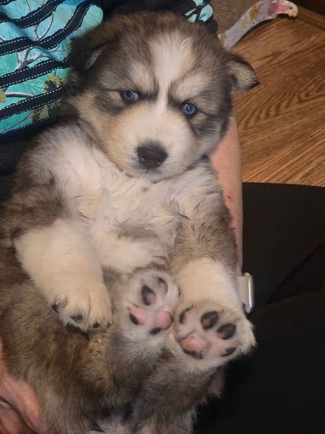 Wollie coat Siberian Husky Puppies media 3