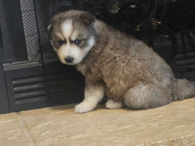 Wollie coat Siberian Husky Puppies media 4