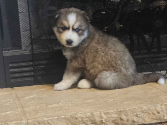 Wollie coat Siberian Husky Puppies media 5