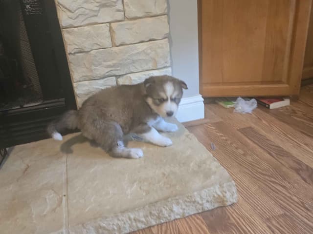 Wollie coat Siberian Husky Puppies media 6