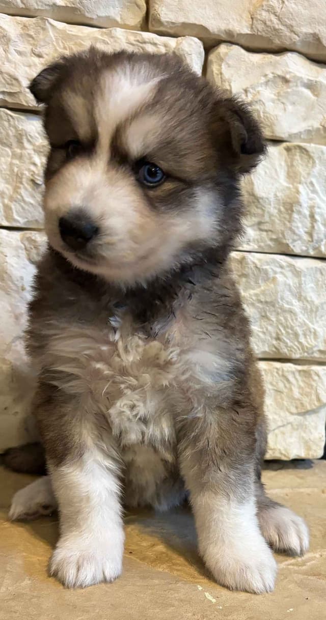 Wollie coat Siberian Husky Puppies media 7