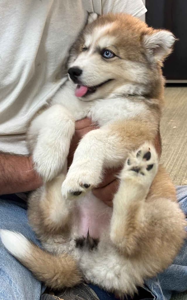 Wollie coat Siberian Husky Puppies media 8
