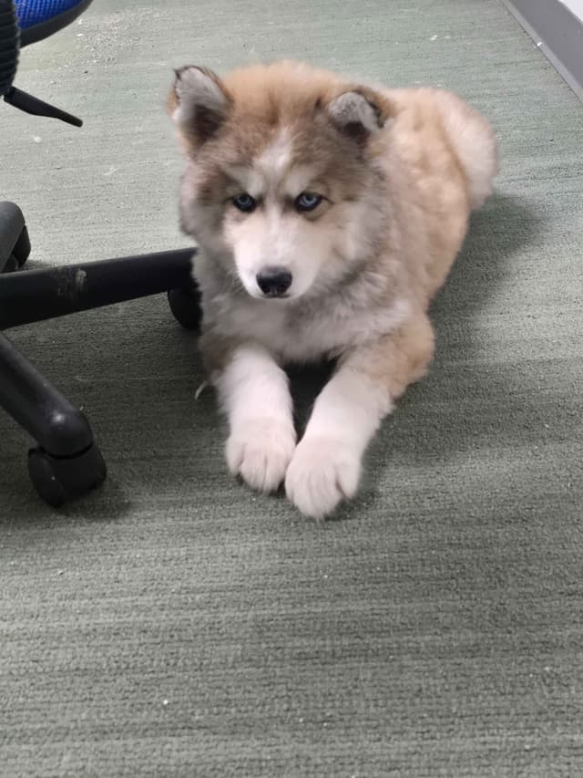 Wollie coat Siberian Husky Puppies media 9