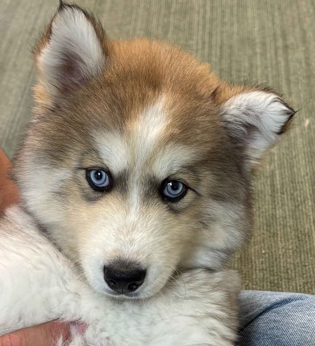 Wollie coat Siberian Husky Puppies media 10