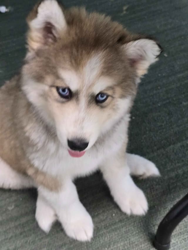 Wollie coat Siberian Husky Puppies media 11