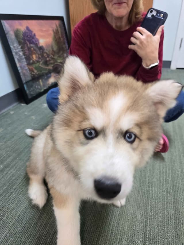 Wollie coat Siberian Husky Puppies media 12