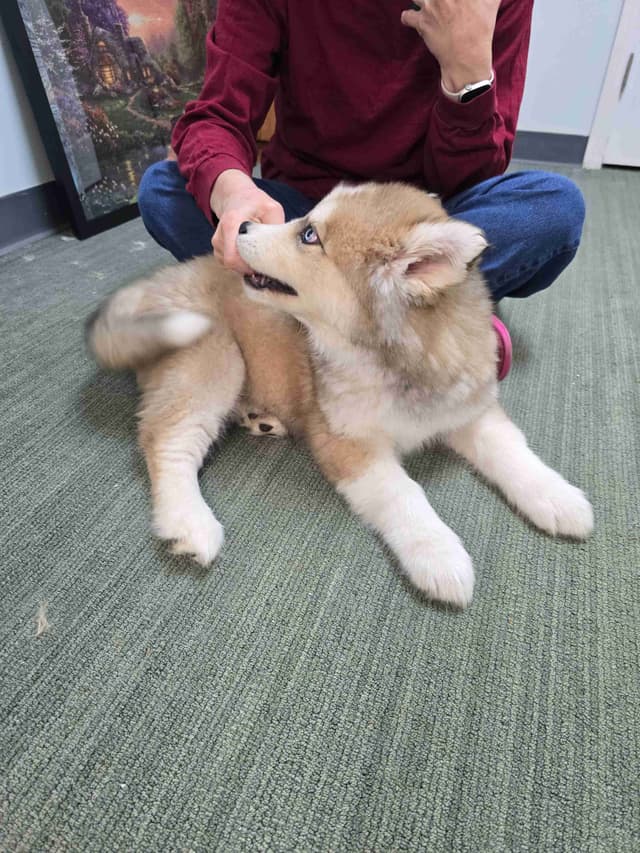 Wollie coat Siberian Husky Puppies media 14