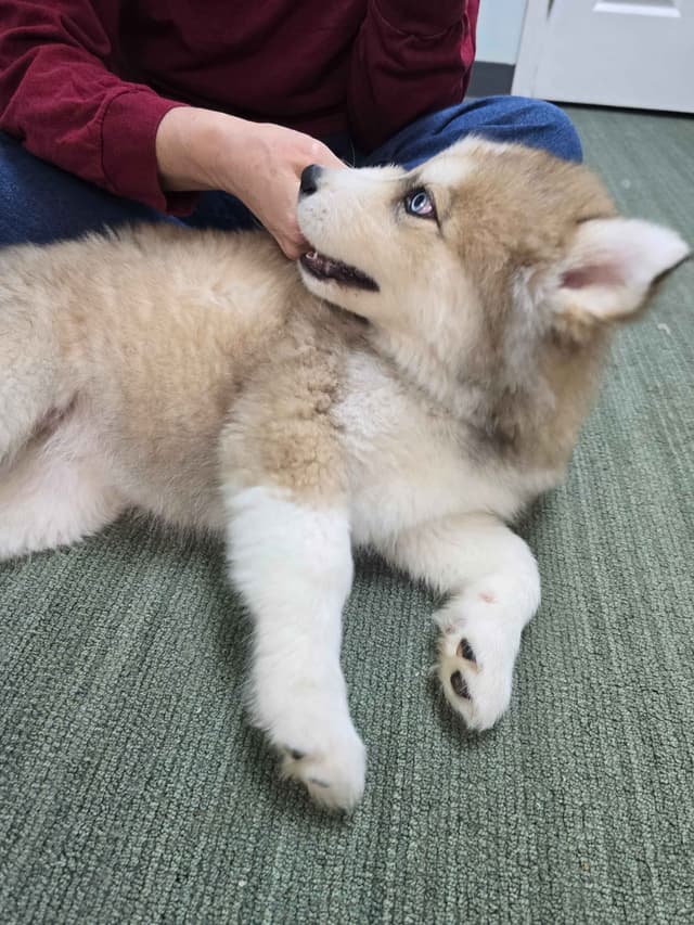 Wollie coat Siberian Husky Puppies media 15