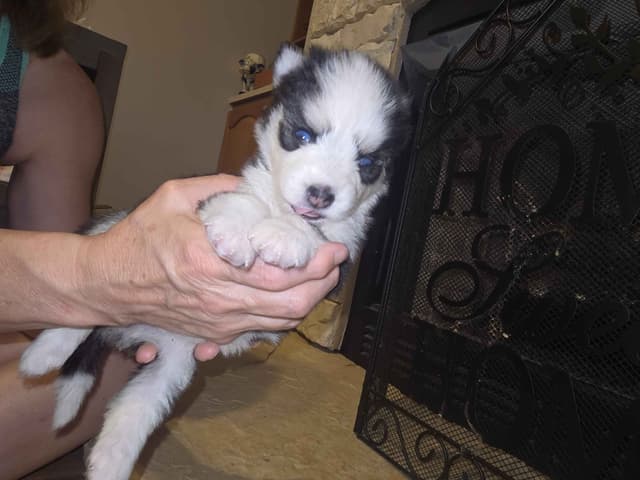Siberian Husky Puppies media 2