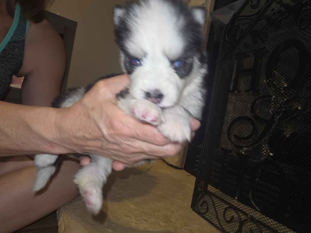 Siberian Husky Puppies media 7