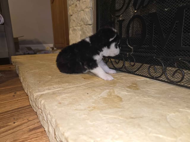 Siberian Husky Puppies media 5