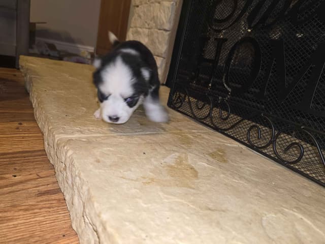 Siberian Husky Puppies media 6