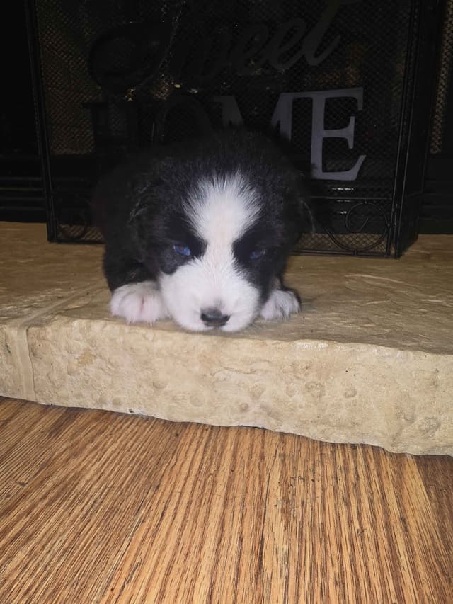 Siberian Husky Puppies media 14
