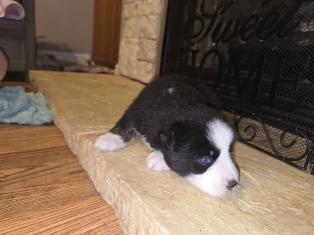 Siberian Husky Puppies media 12