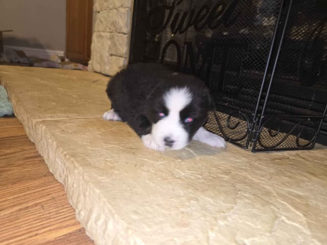Siberian Husky Puppies media 11