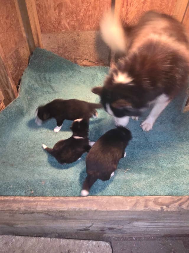 Siberian Husky Puppies media 3
