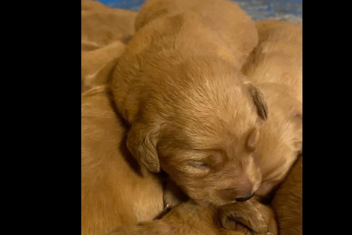 Redwood Golden Kennels has Dark Red Golden Retriever Puppies breeder image 1
