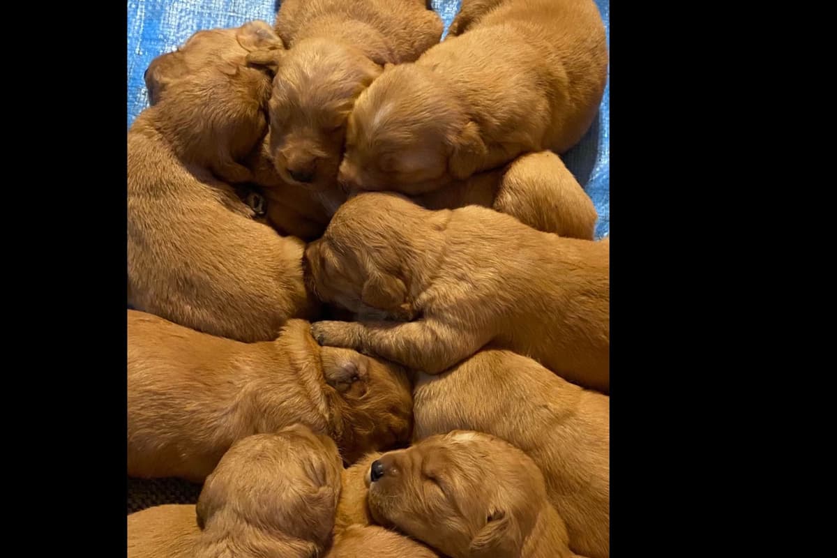 Redwood Golden Kennels has Dark Red Golden Retriever Puppies breeder image 2