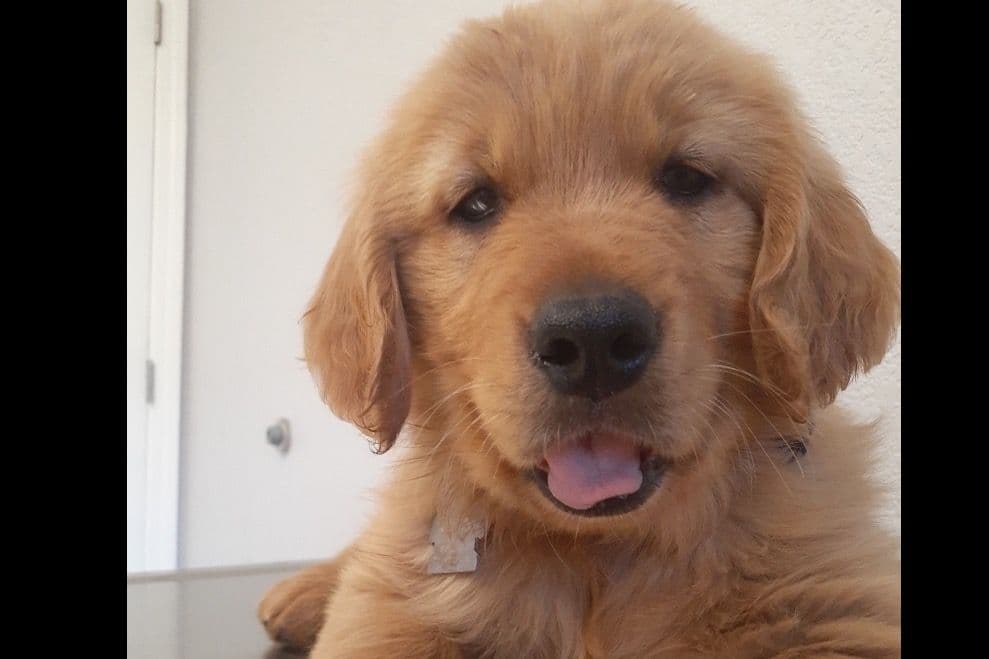 Redwood Golden Kennels has Dark Red Golden Retriever Puppies breeder image 4