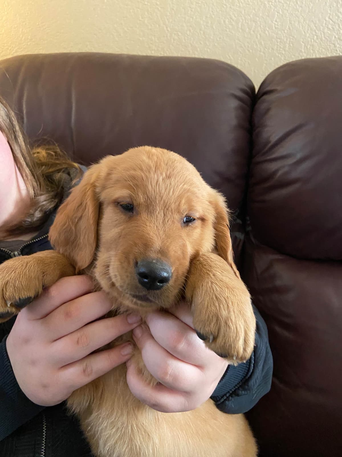 Redwood Golden Kennels has Dark Red Golden Retriever Puppies breeder image 6