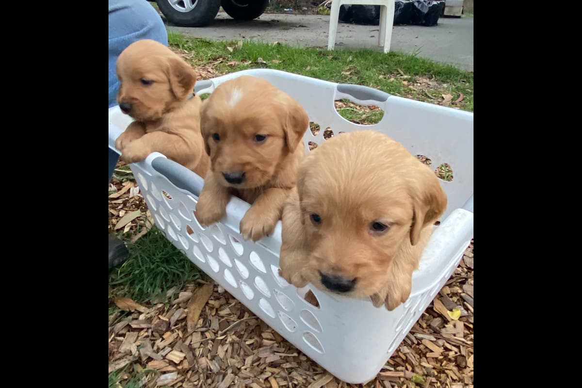Redwood Golden Kennels has Dark Red Golden Retriever Puppies breeder image 8
