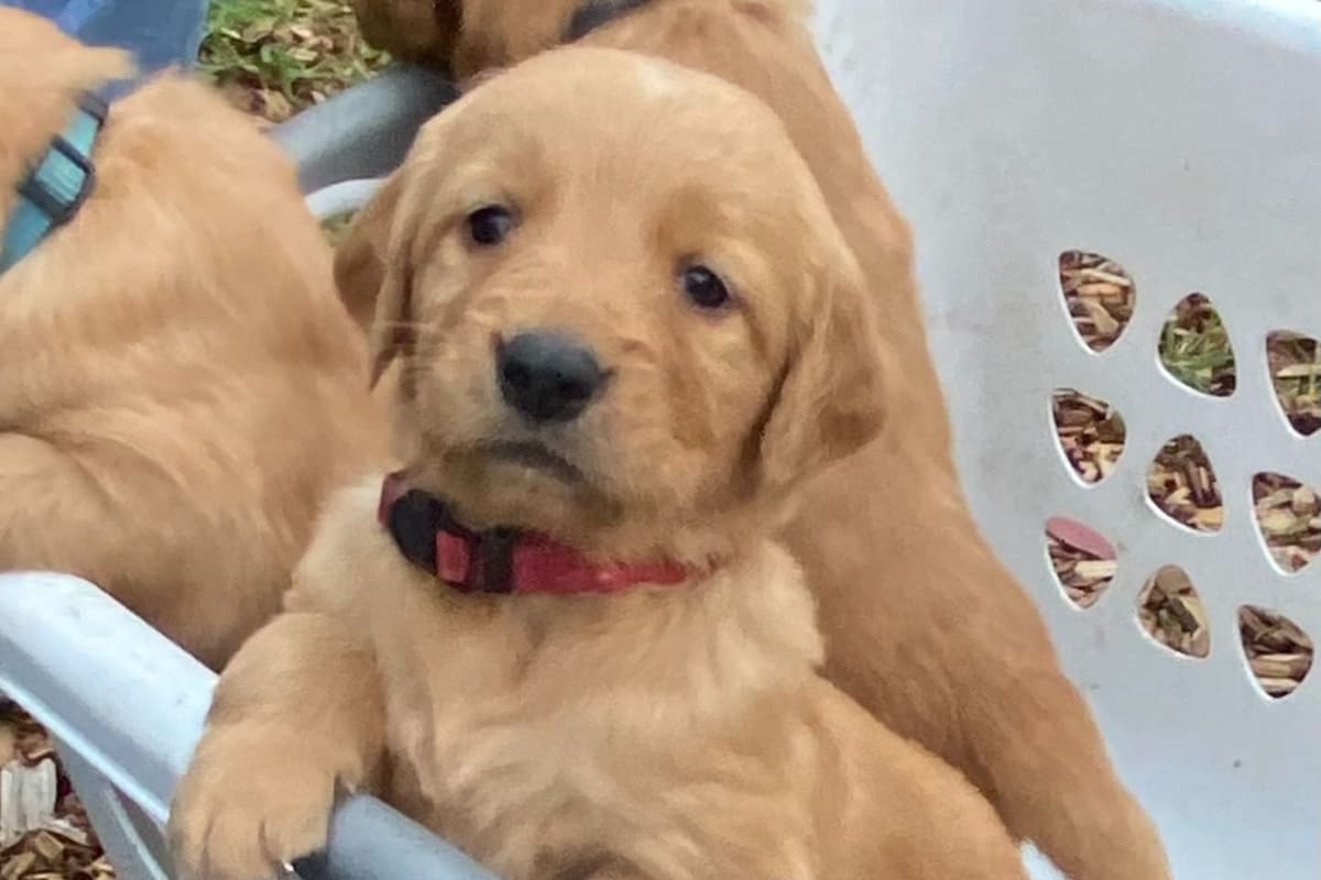 Redwood Golden Kennels has Dark Red Golden Retriever Puppies breeder image 9