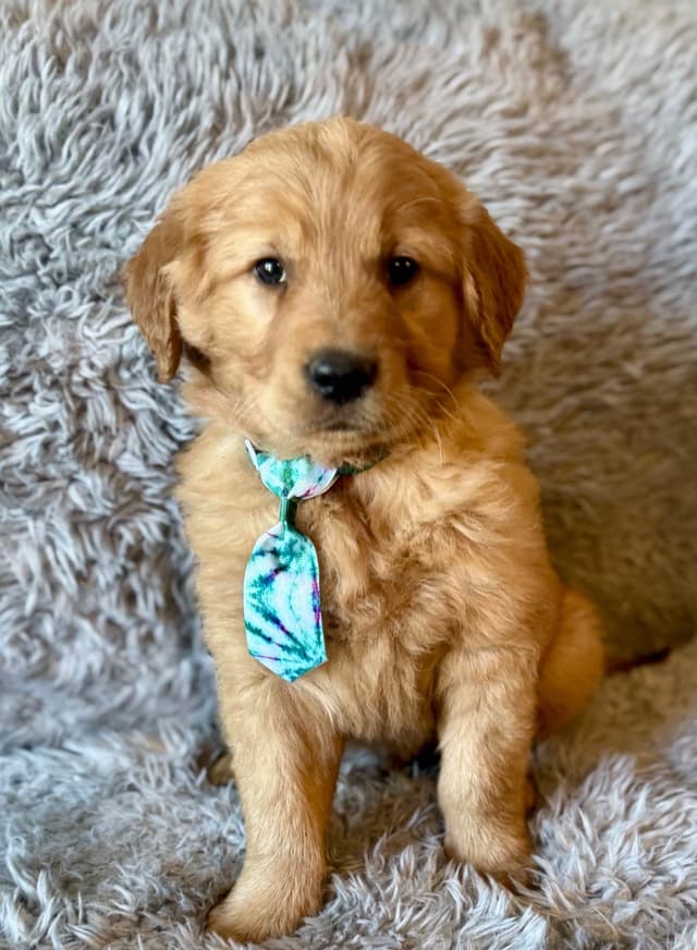 Redwood Golden Kennels – Premium Dark Red Golden Retriever Puppies media 2