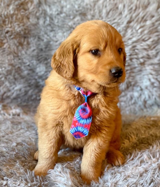 Redwood Golden Kennels – Premium Dark Red Golden Retriever Puppies media 3